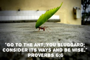 Proverbs_6_6_Go-To-The-Ant